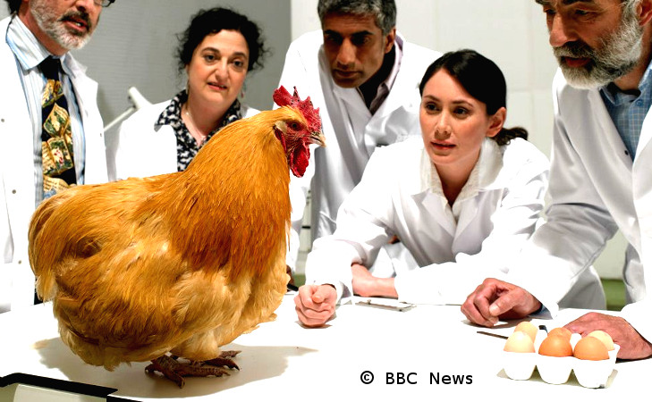 Scientists staring at Chicken and eggs