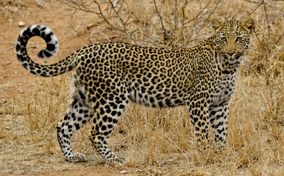African Leopard by Nick Lamon