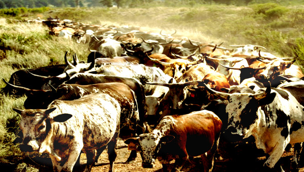 Nguni herd coming home