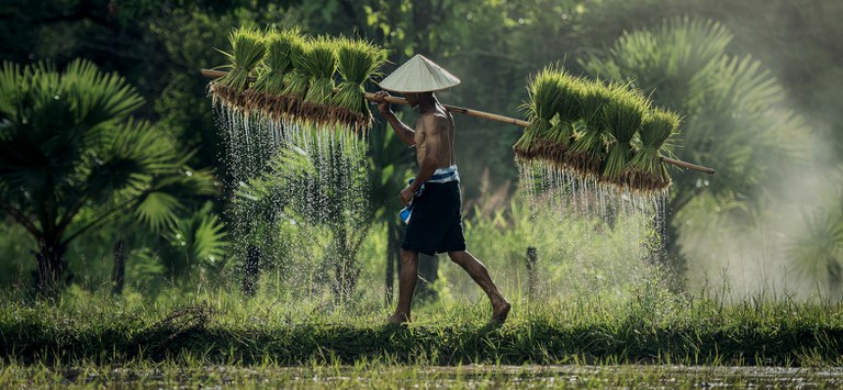 Rice paddy and worker